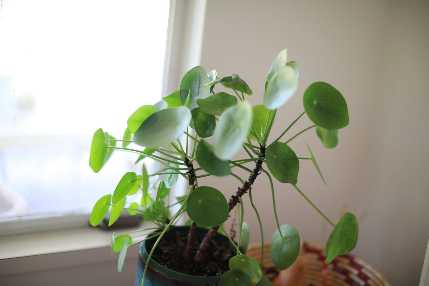 Pilea — photograph by Rosha Motti